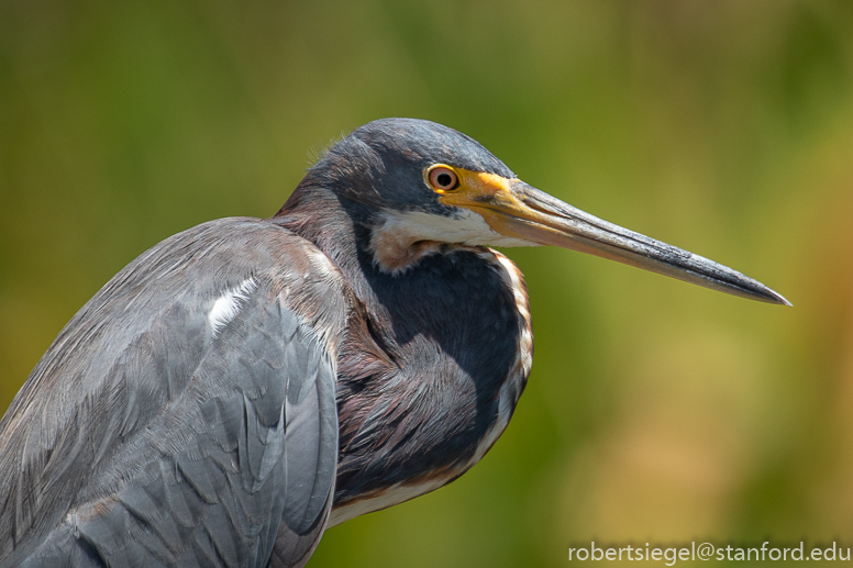 green heron